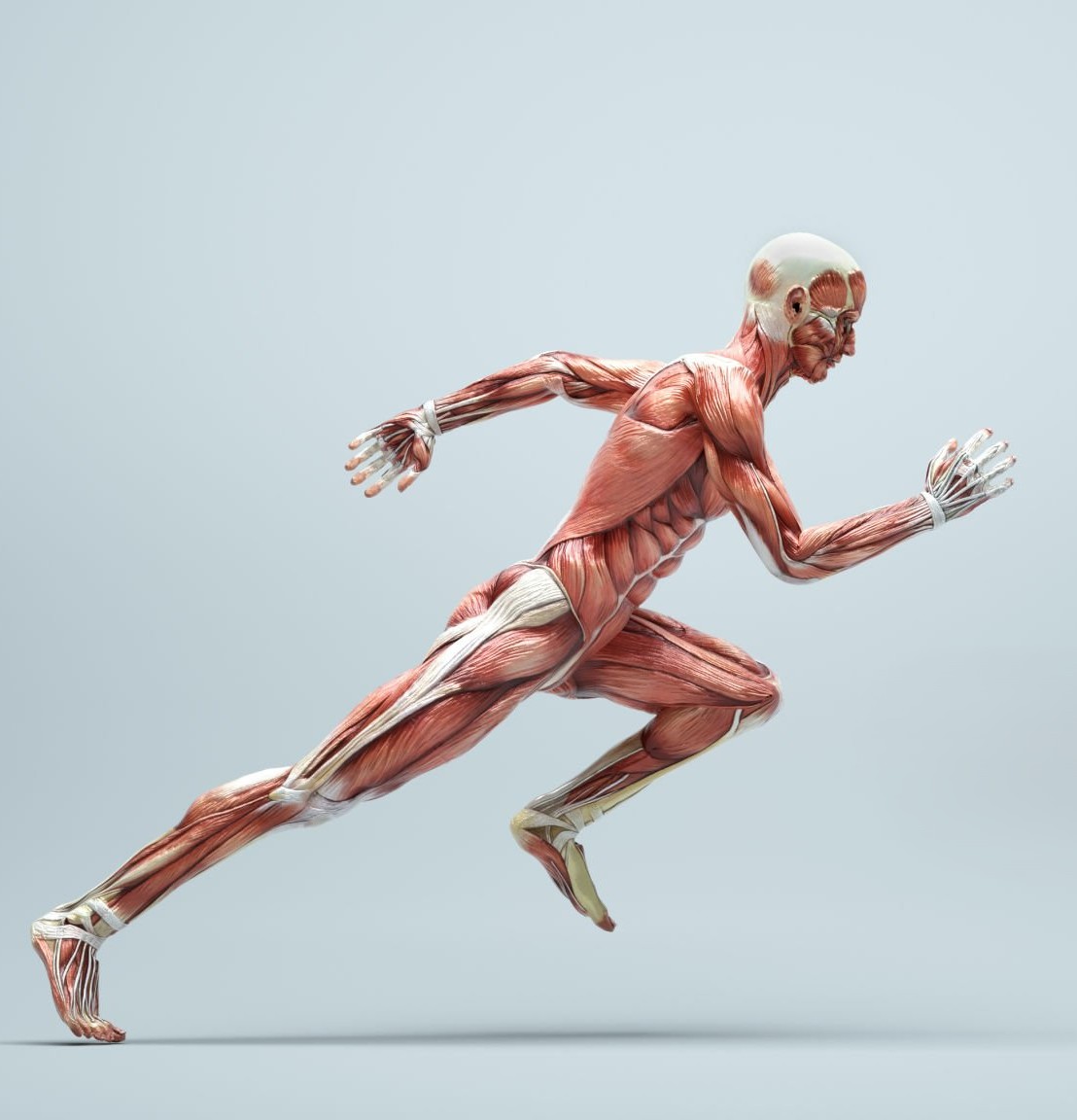 Peptide medicine supporting musculoskeletal system health.