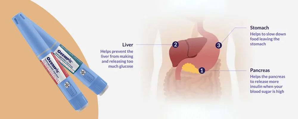 Two Ozempic injection pens and an illustration of the human digestive system highlighting the liver, stomach, and pancreas with their respective functions.