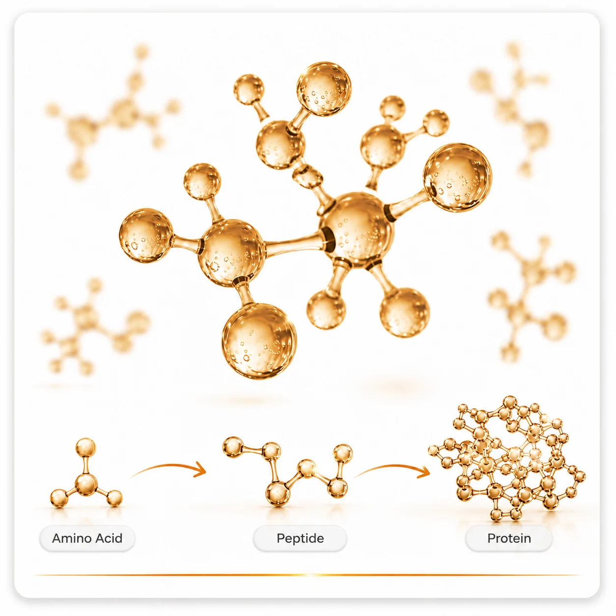 Peptide molecule diagram — elegant hoopoe Dubai
